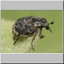 Valgus hemipterus - Stolperkaefer 03 7mm.jpg